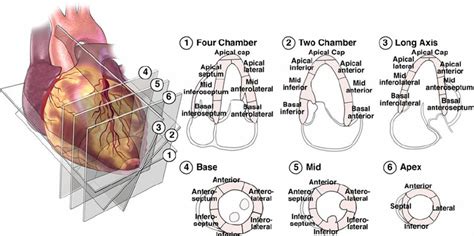 Lv segments diagram